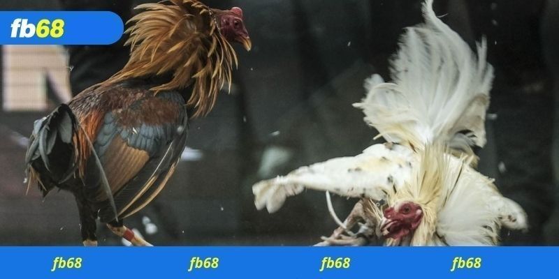 Những điểm khiến bạn phải thử sức ở sảnh đá gà FB68