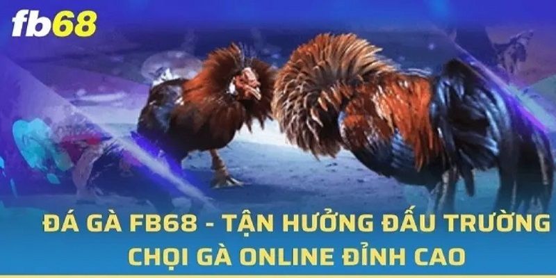 Chia sẻ thông tin về sảnh đá gà live tại trang FB68